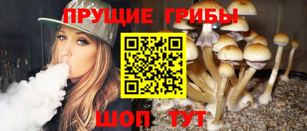Галлюциногенные грибы Psilocybine cubensis Киров